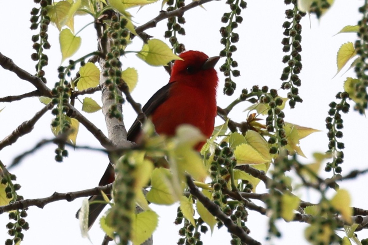 Scarlet Tanager - ML619121613