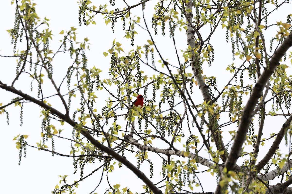 Scarlet Tanager - ML619121636