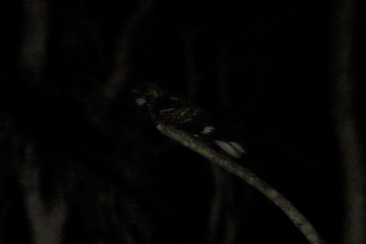 Large-tailed Nightjar - ML619121639