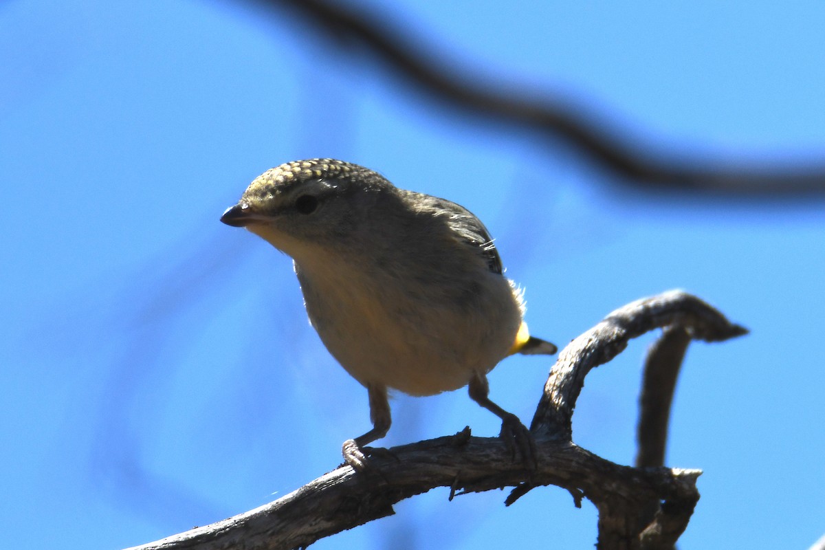 Spotted Pardalote - ML619121669