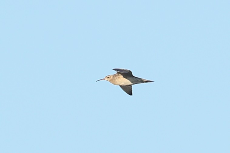 Little Curlew - ML619121670