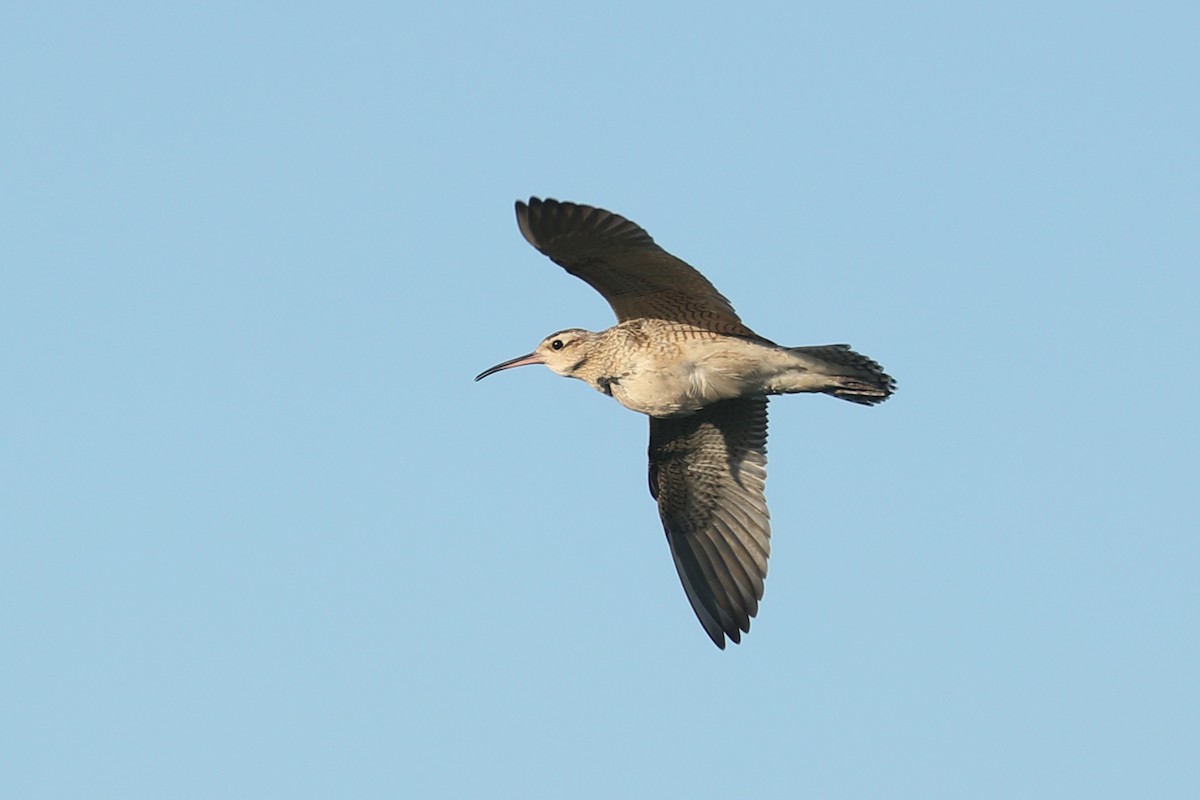 Little Curlew - ML619121671