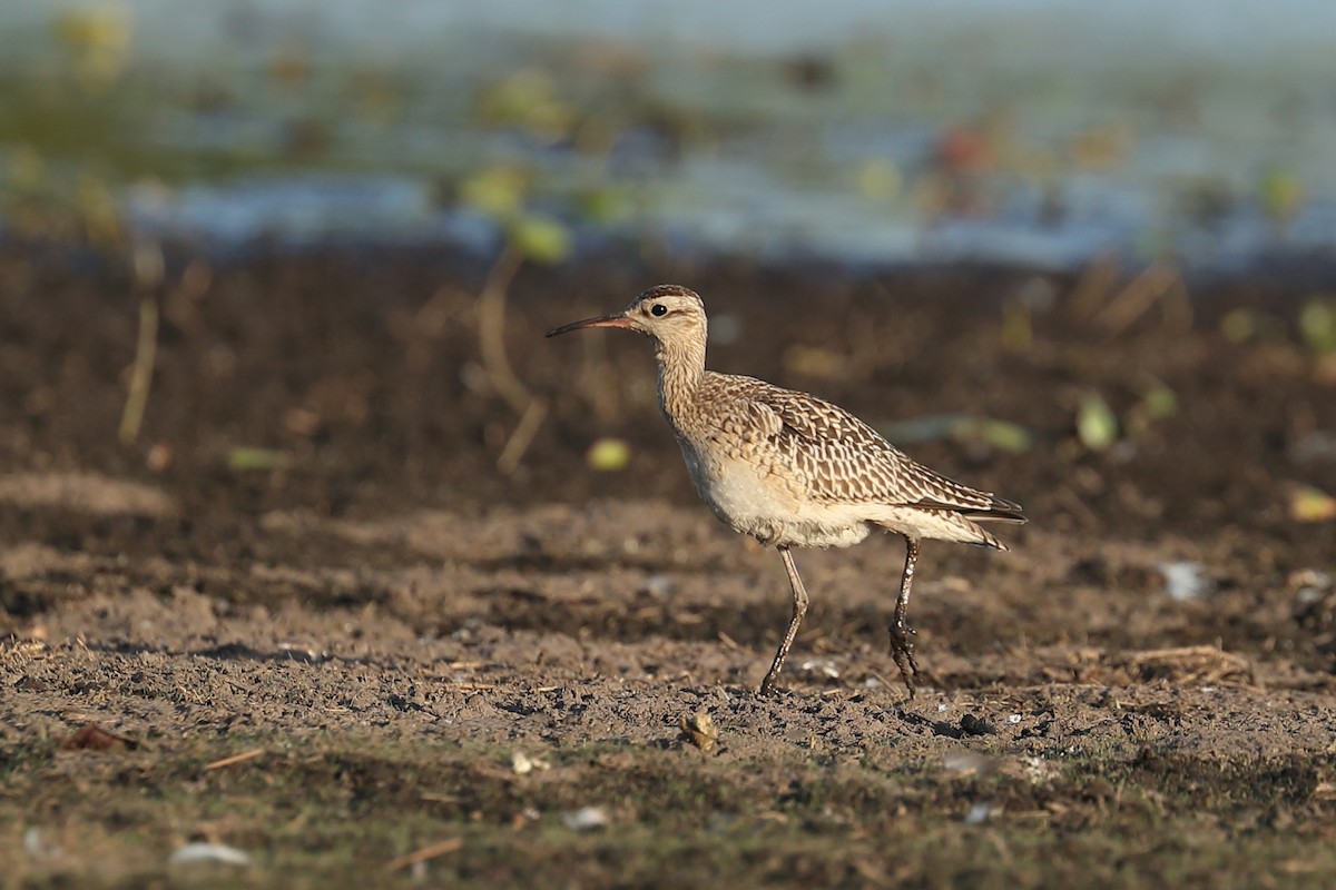 Little Curlew - ML619121672