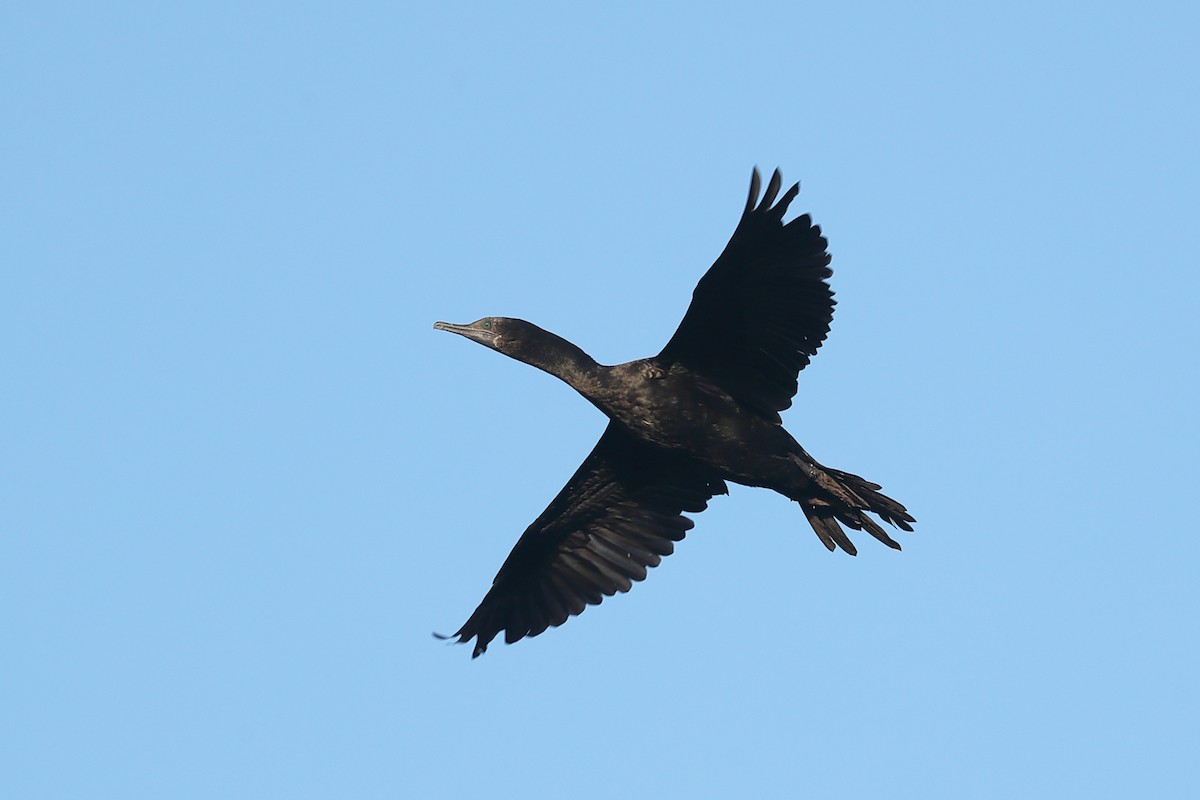 Little Black Cormorant - ML619121686
