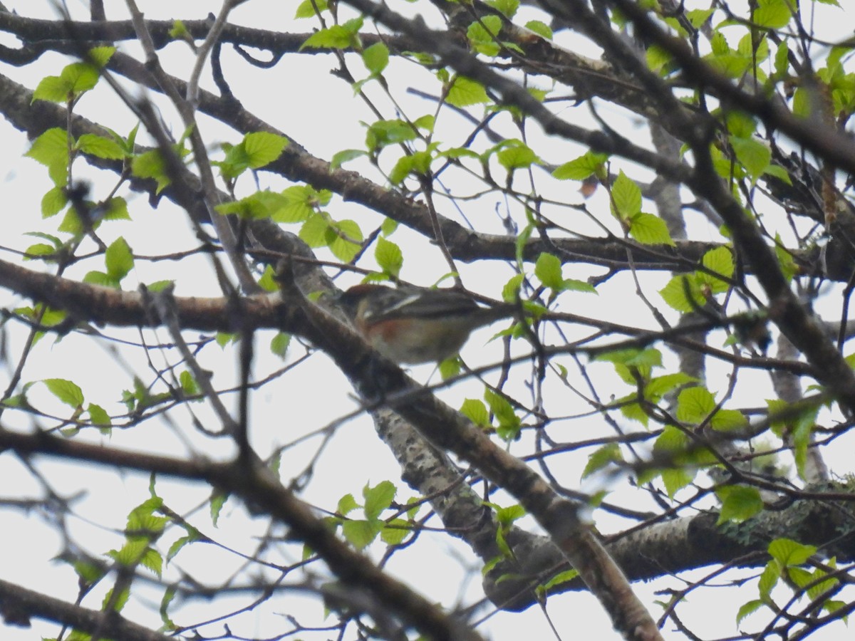 Bay-breasted Warbler - ML619121721