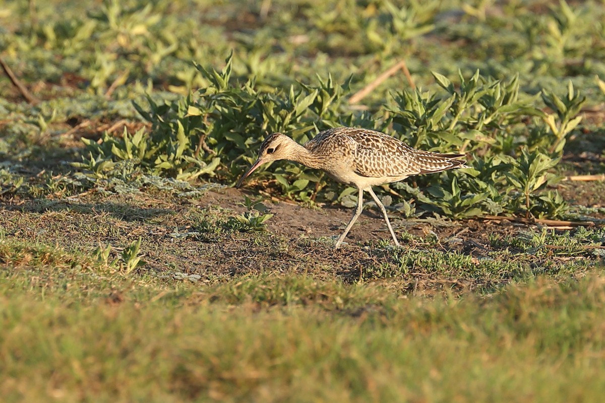 Little Curlew - ML619121728