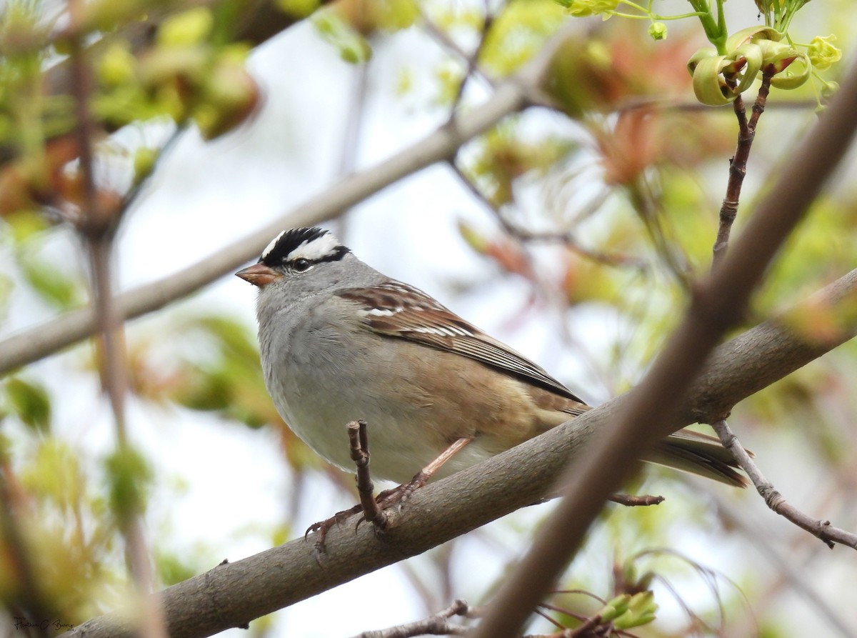 White-crowned Sparrow - ML619121762