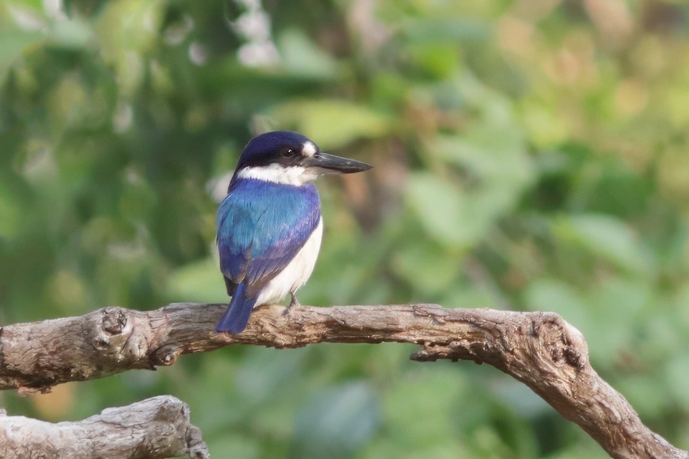 Forest Kingfisher - ML619121769