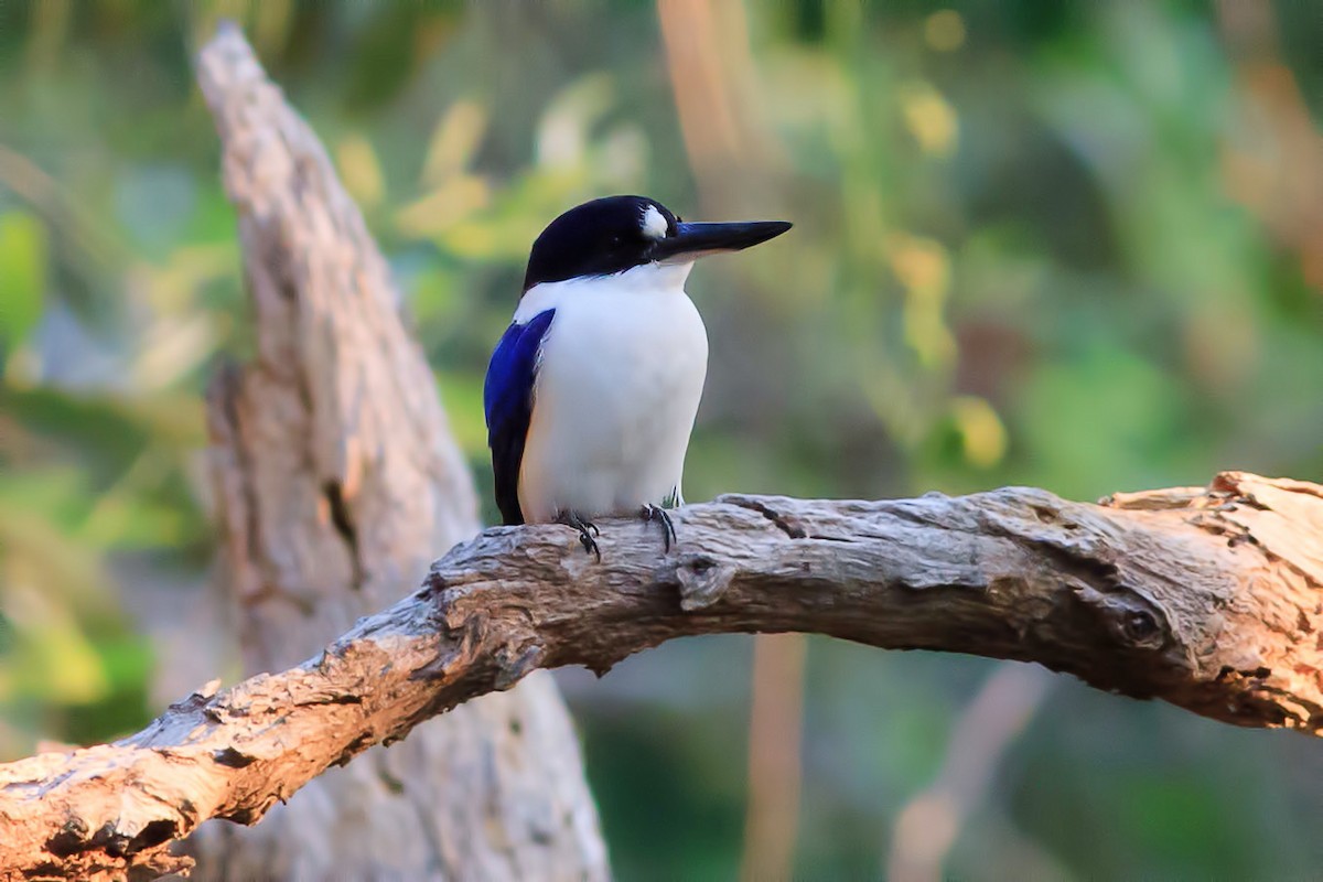 Forest Kingfisher - ML619121770