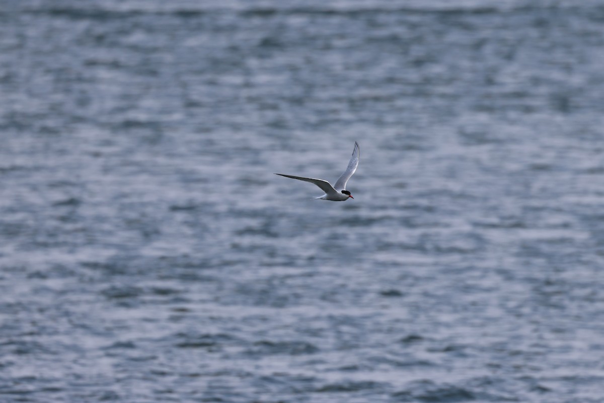 Common Tern - ML619121782
