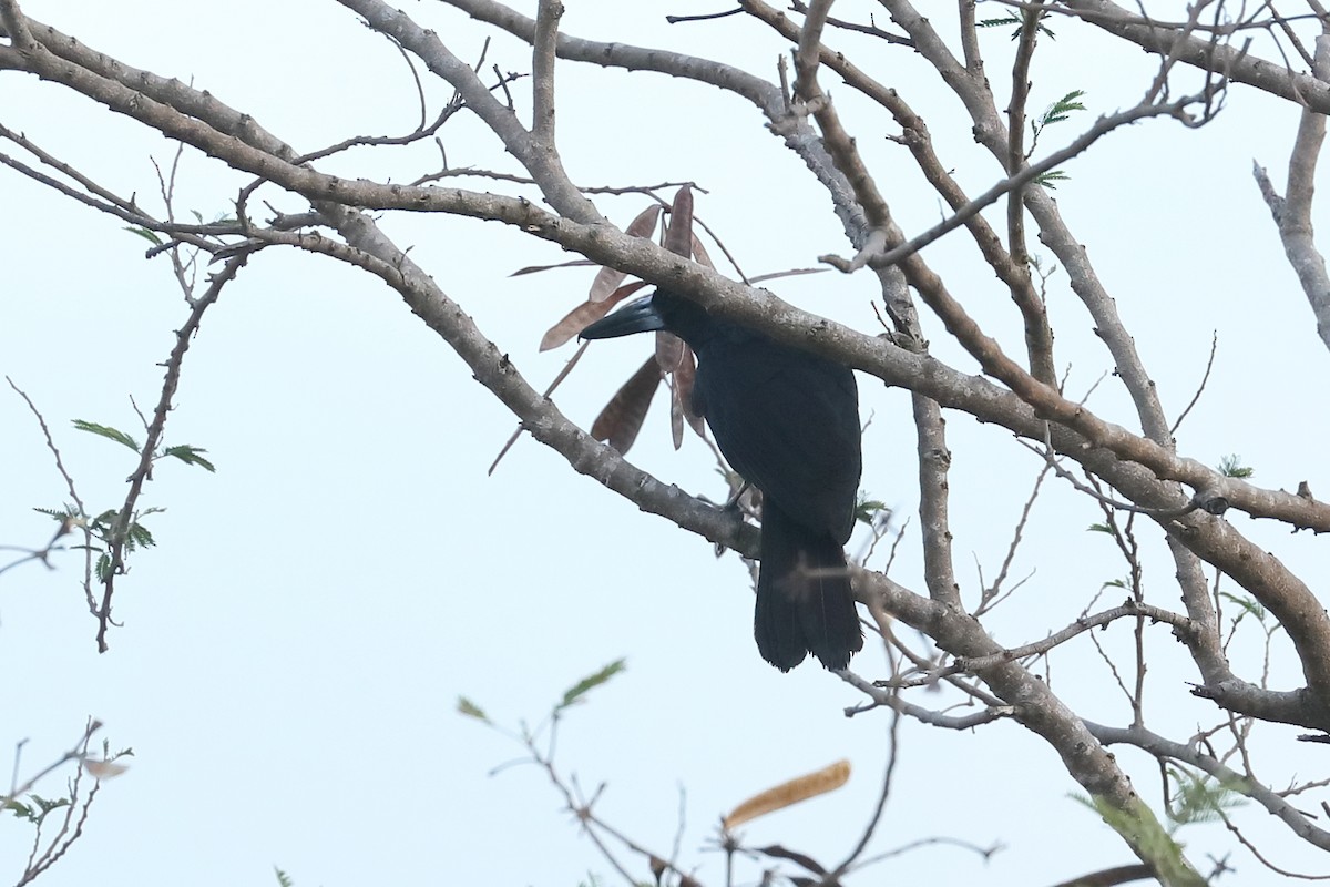 Чёрная флейтовая птица - ML619121804