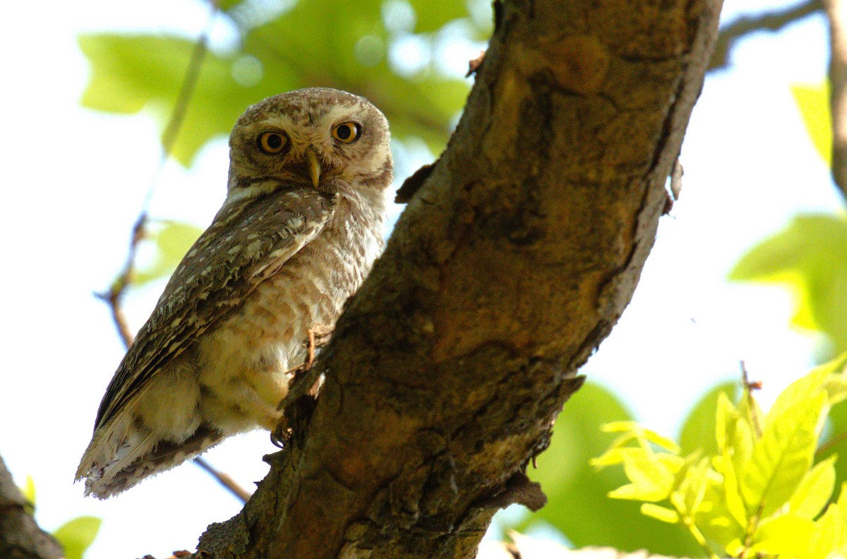 Spotted Owlet - ML619121844