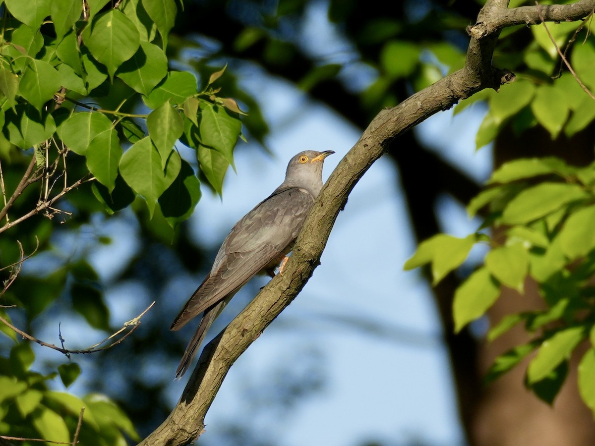 Common Cuckoo - ML619121849