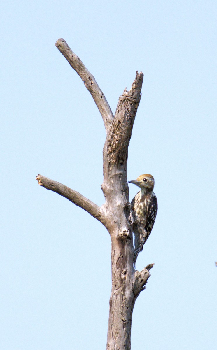 Yellow-crowned Woodpecker - ML619121854