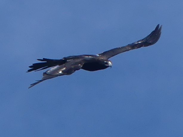 Wedge-tailed Eagle - ML619121869