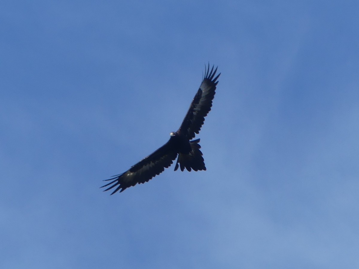 Wedge-tailed Eagle - ML619121870