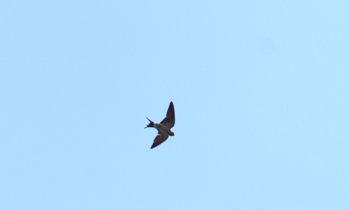 Red-rumped Swallow - ML619121880