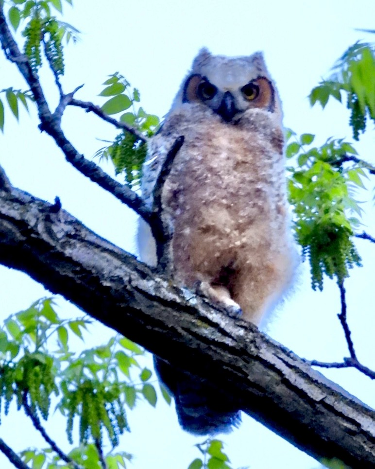 Great Horned Owl - ML619121891