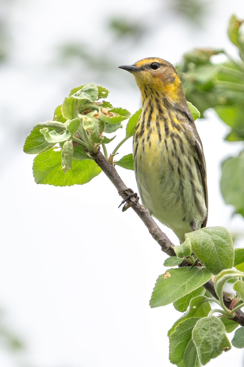 Cape May Warbler - ML619121892