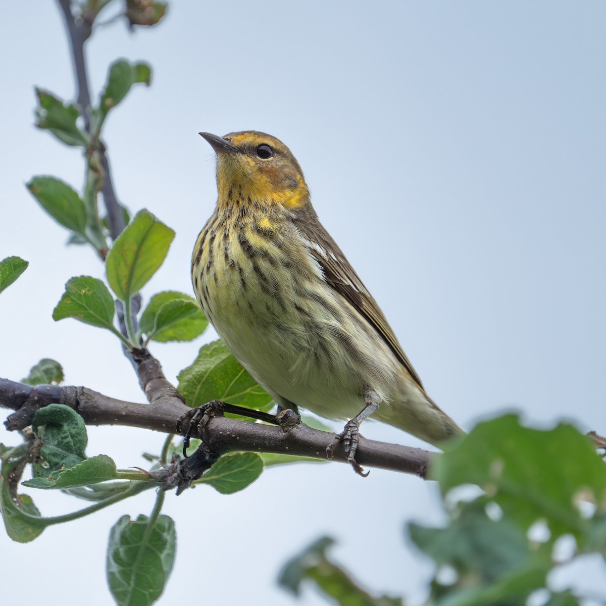 Cape May Warbler - ML619121894