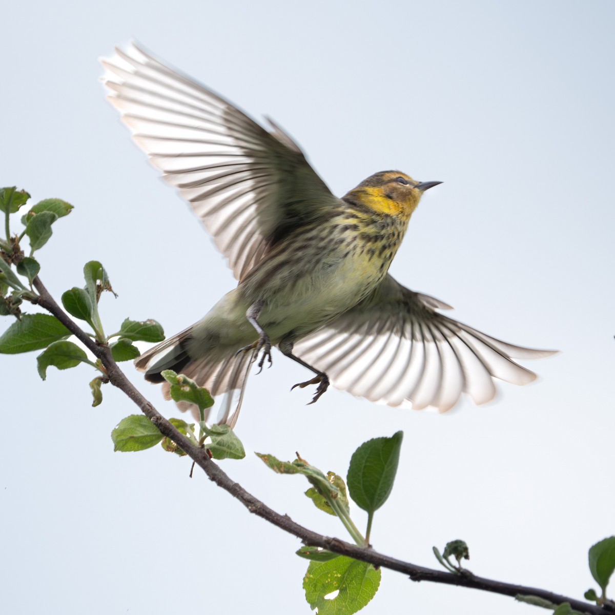 Cape May Warbler - ML619121895