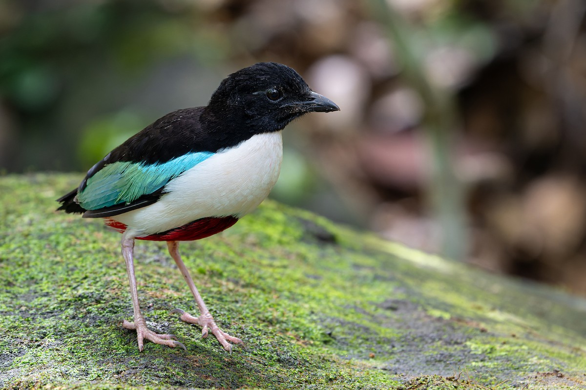 Ivory-breasted Pitta (Ivory-breasted) - ML619121934