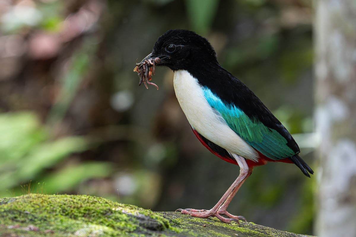 Ivory-breasted Pitta (Ivory-breasted) - ML619121935