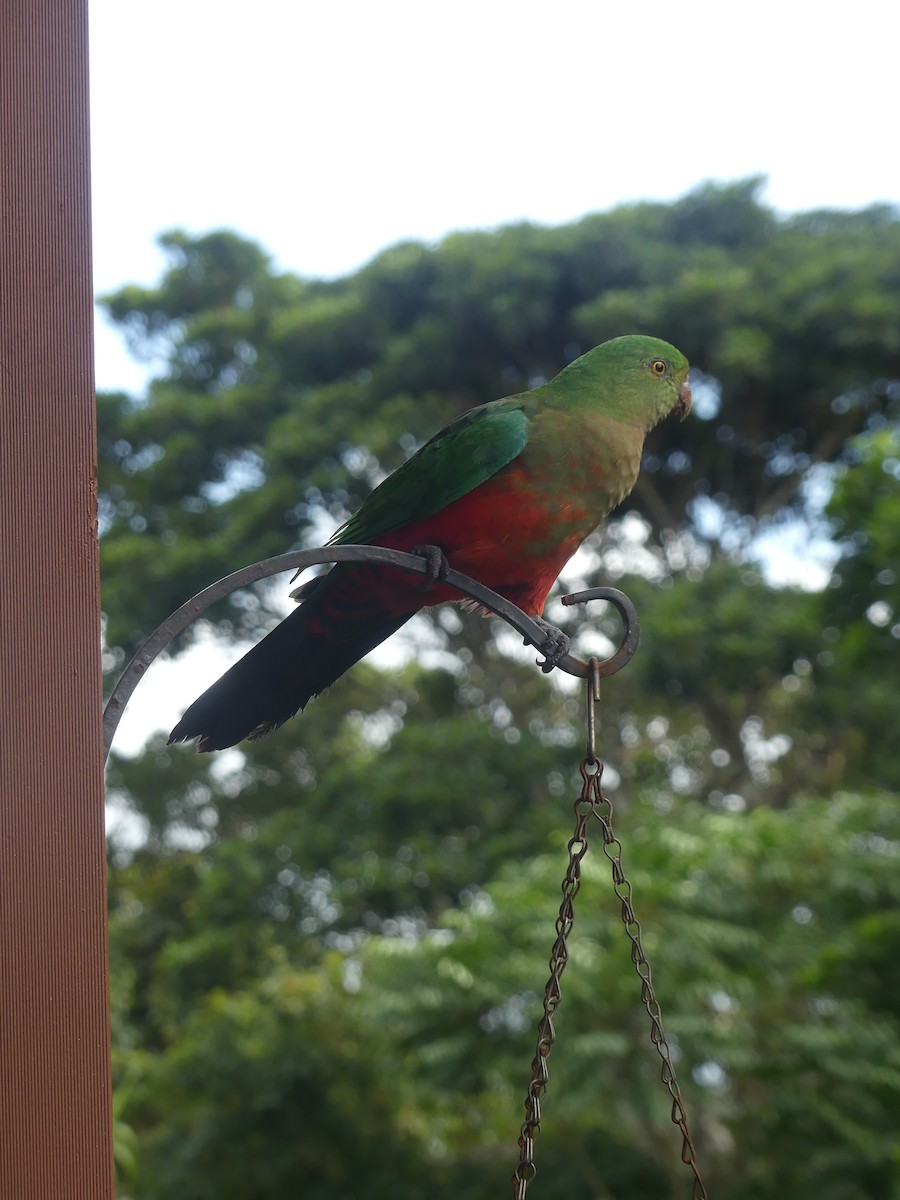Australian King-Parrot - ML619121986