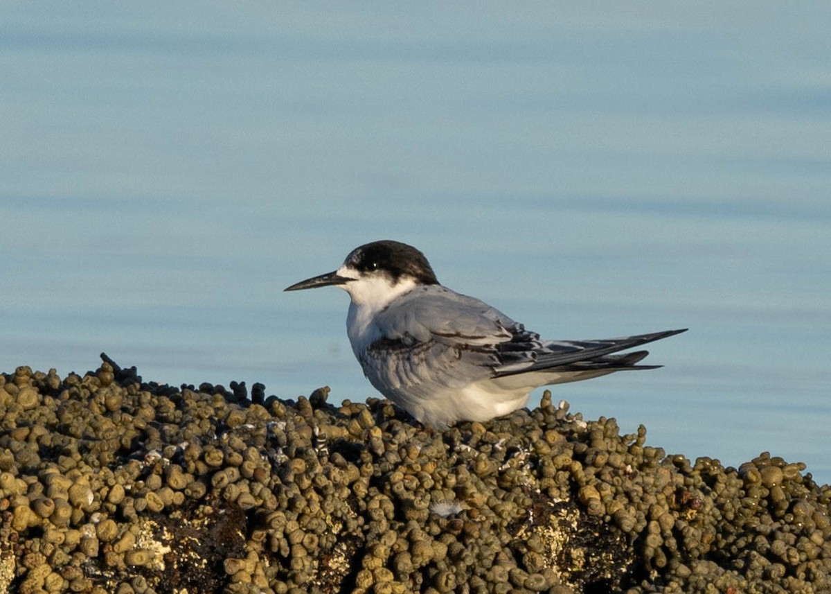 White-fronted Tern - ML619121989