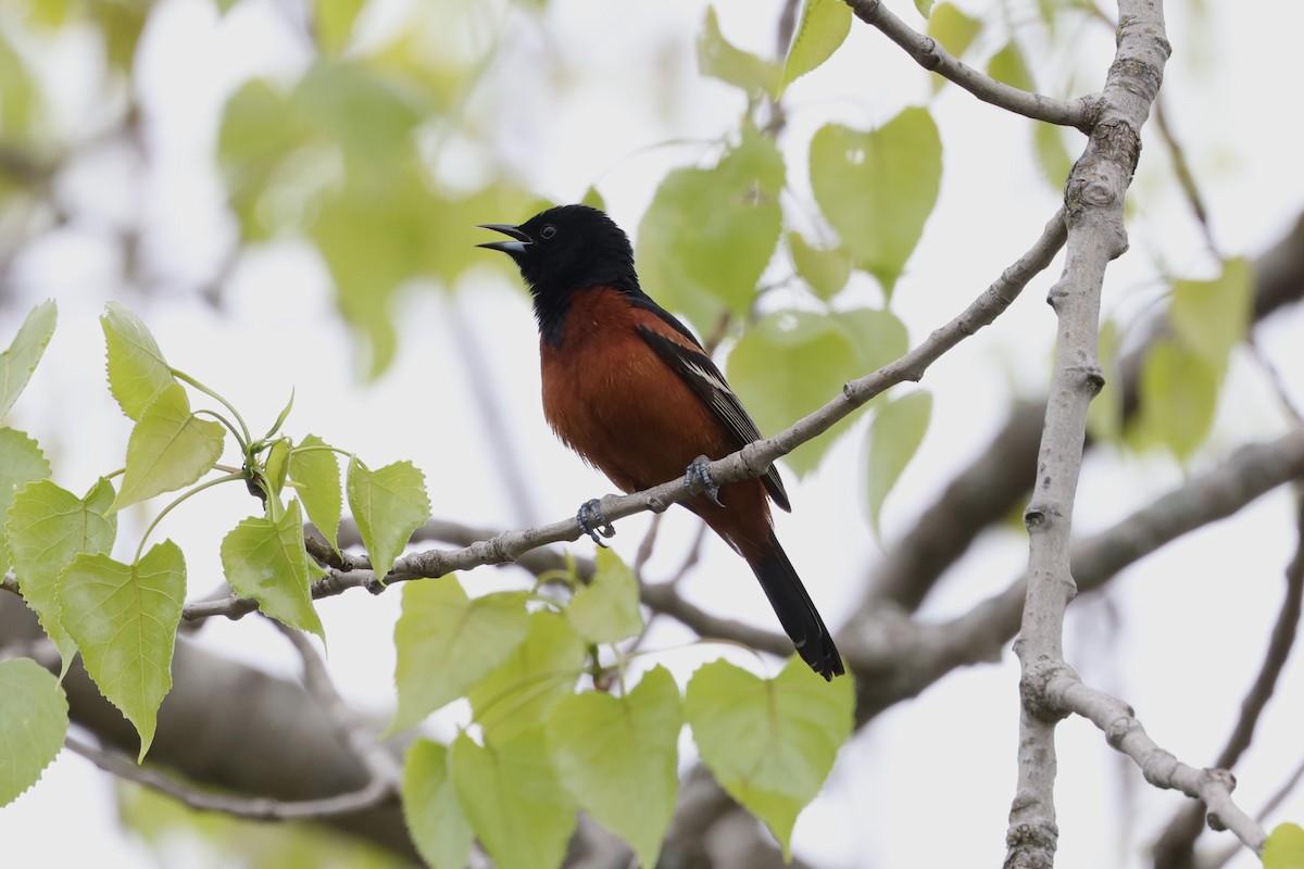 Orchard Oriole - ML619122003