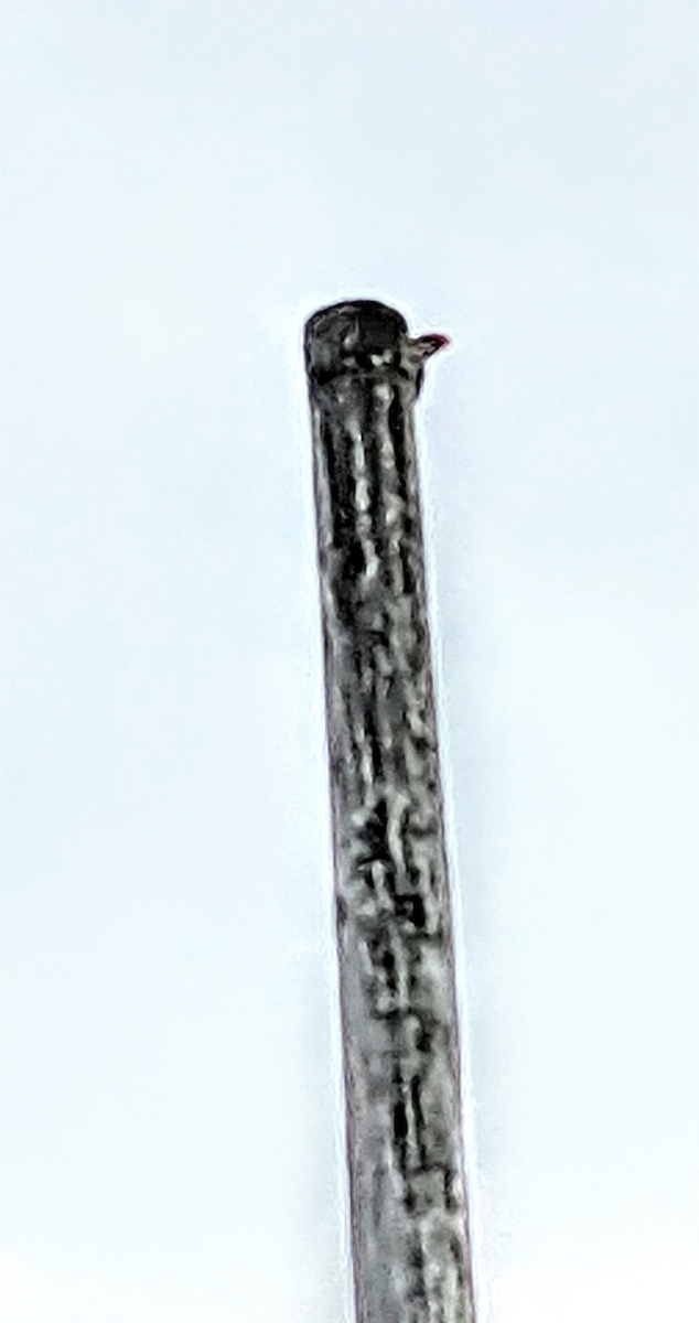 Pileated Woodpecker - ML619122029