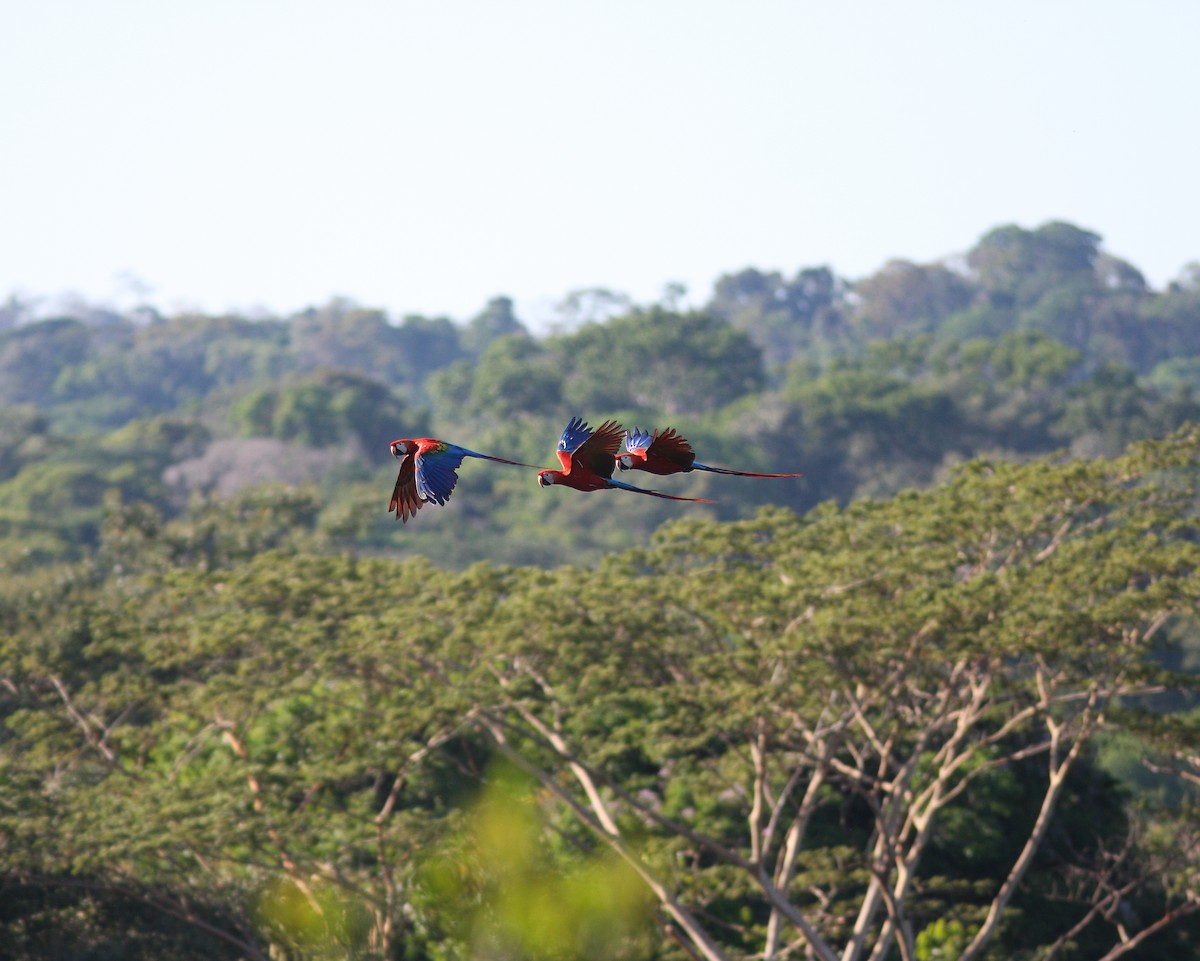 Scarlet Macaw - ML619122050