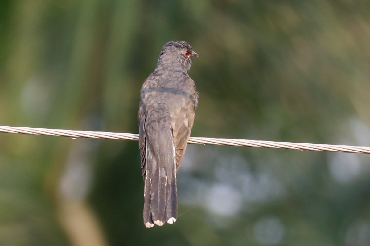Gray-bellied Cuckoo - ML619122077