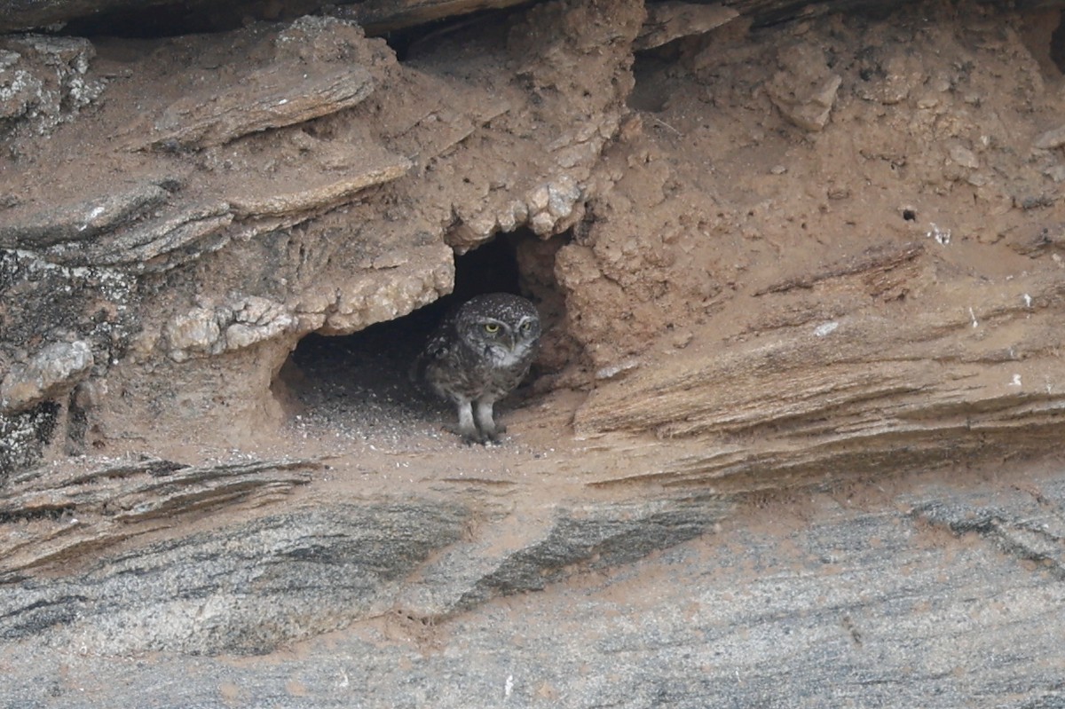 Spotted Owlet - ML619122088