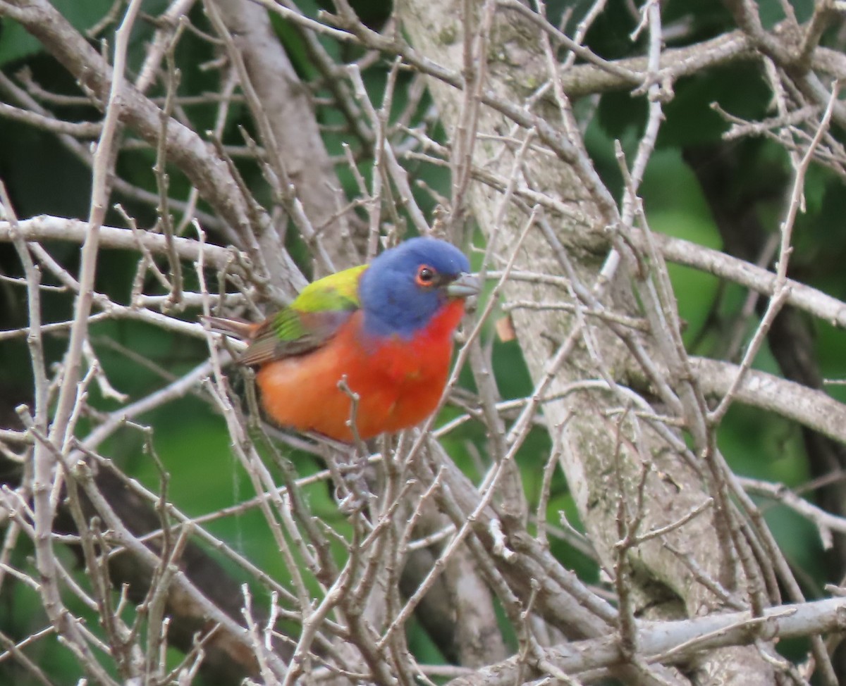 Painted Bunting - ML619122148