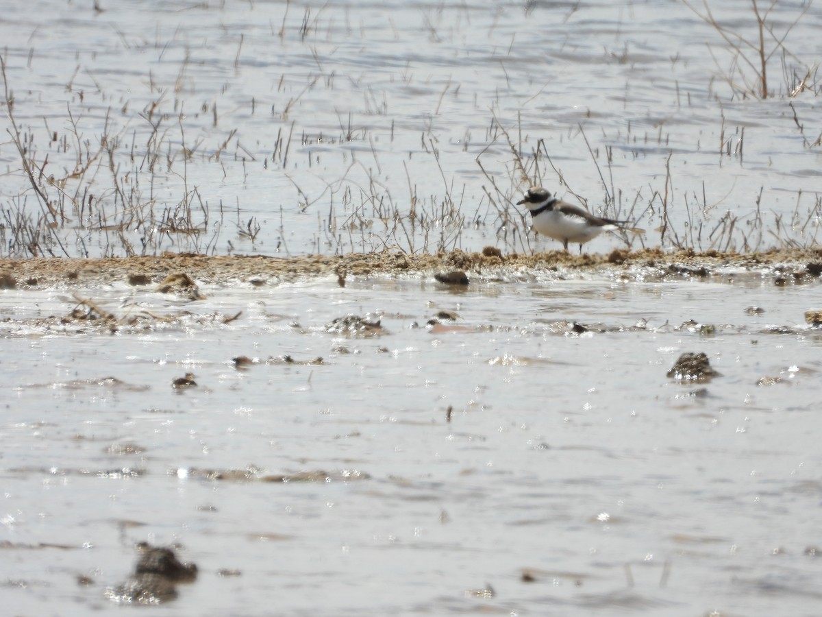 Common Ringed Plover - ML619122160