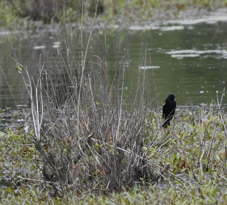 Red-winged Blackbird (Red-winged) - ML619122164