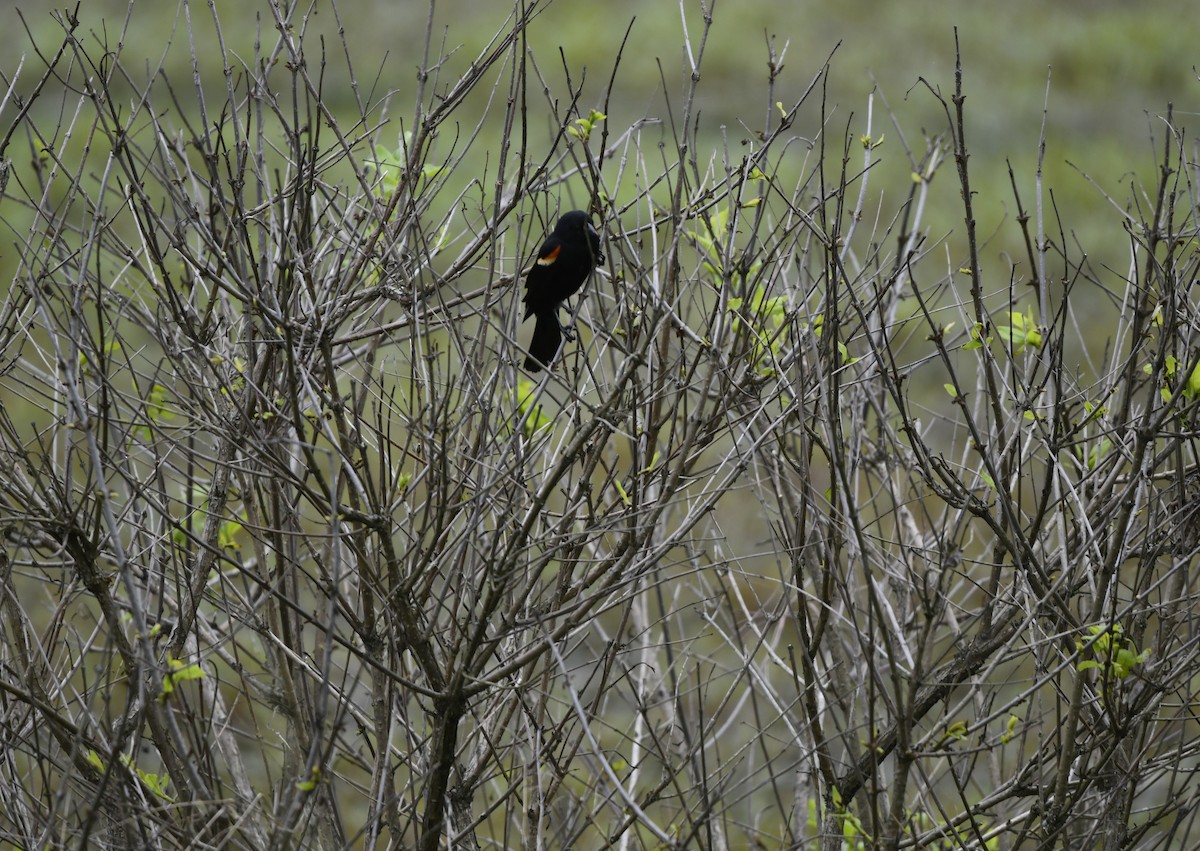 Red-winged Blackbird (Red-winged) - ML619122167