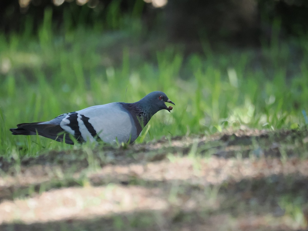 Rock Pigeon (Feral Pigeon) - ML619122183