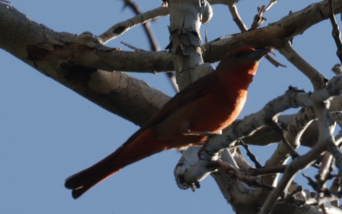 Hepatic Tanager - ML619122213
