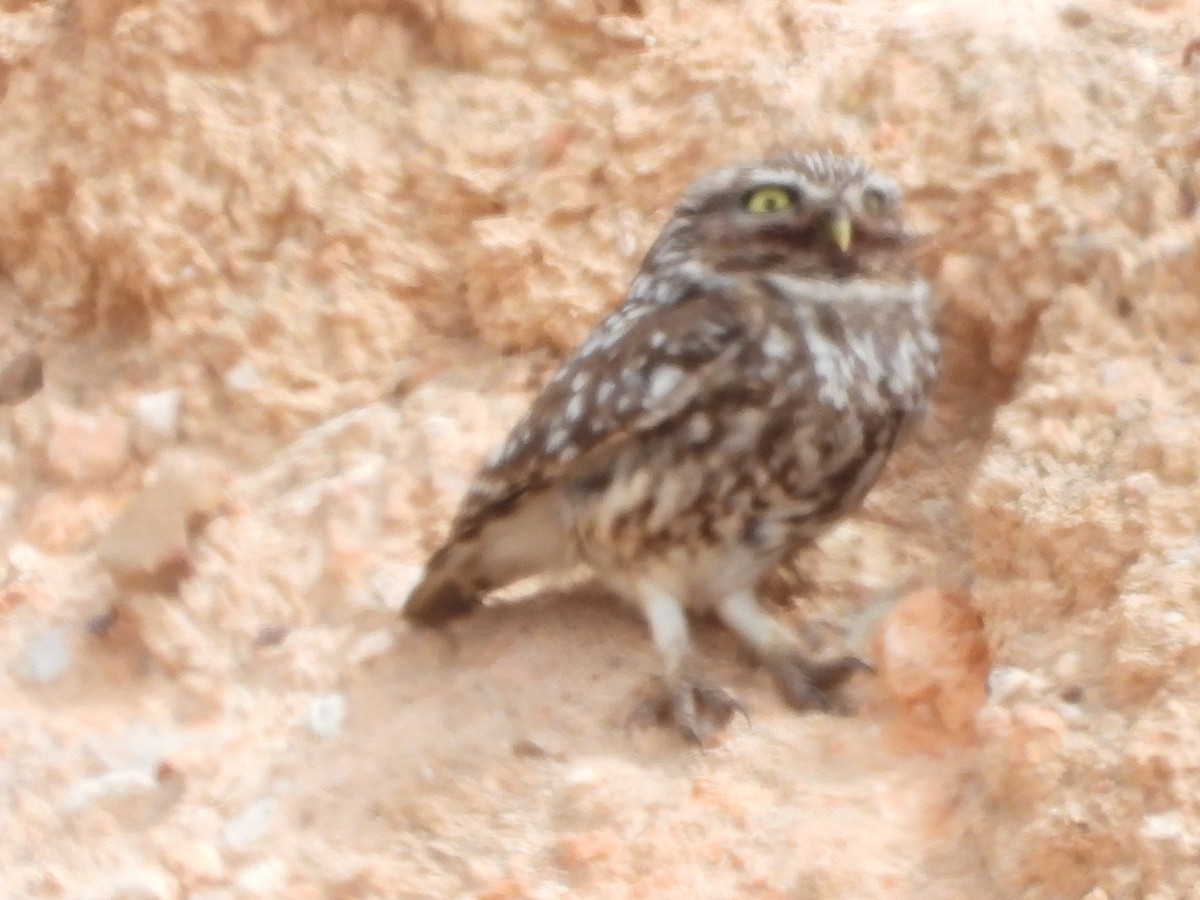 Little Owl - ML619122242