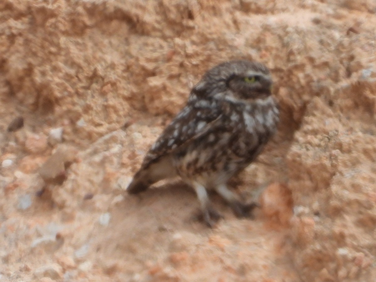 Little Owl - ML619122243