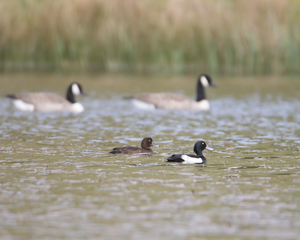 Tufted Duck - ML619122293