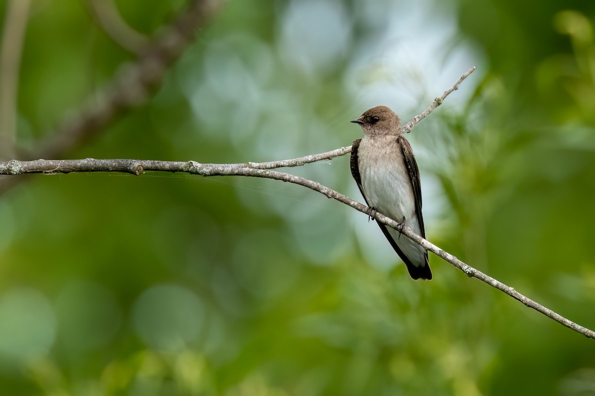 Northern Rough-winged Swallow - ML619122360