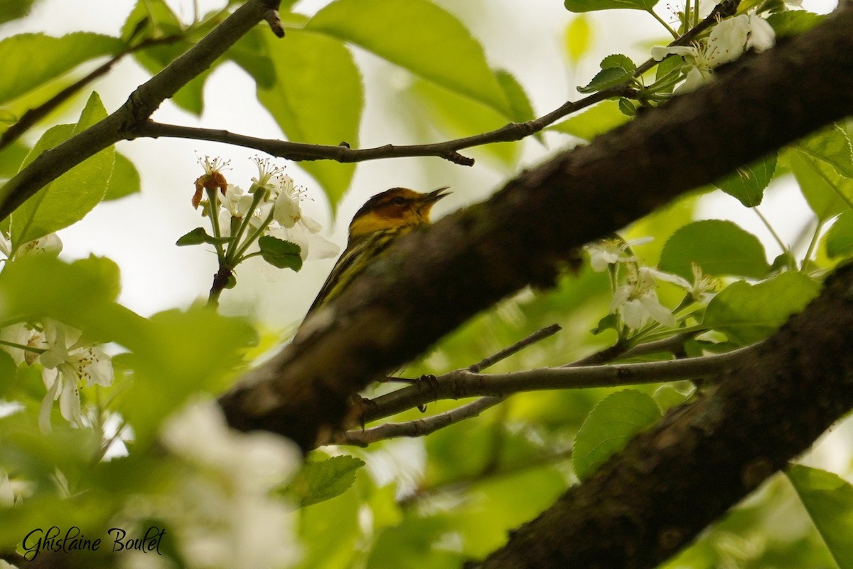 Cape May Warbler - ML619122363