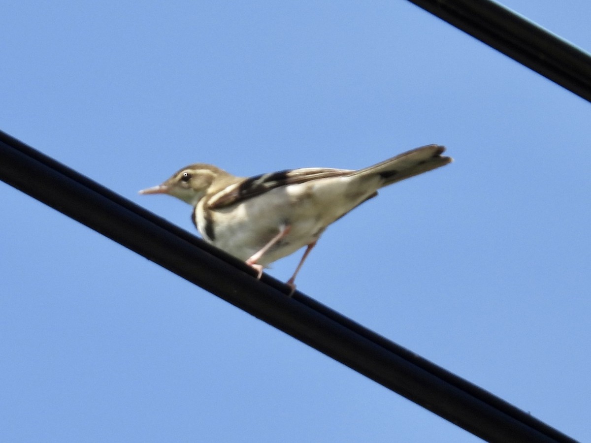 Forest Wagtail - ML619122441