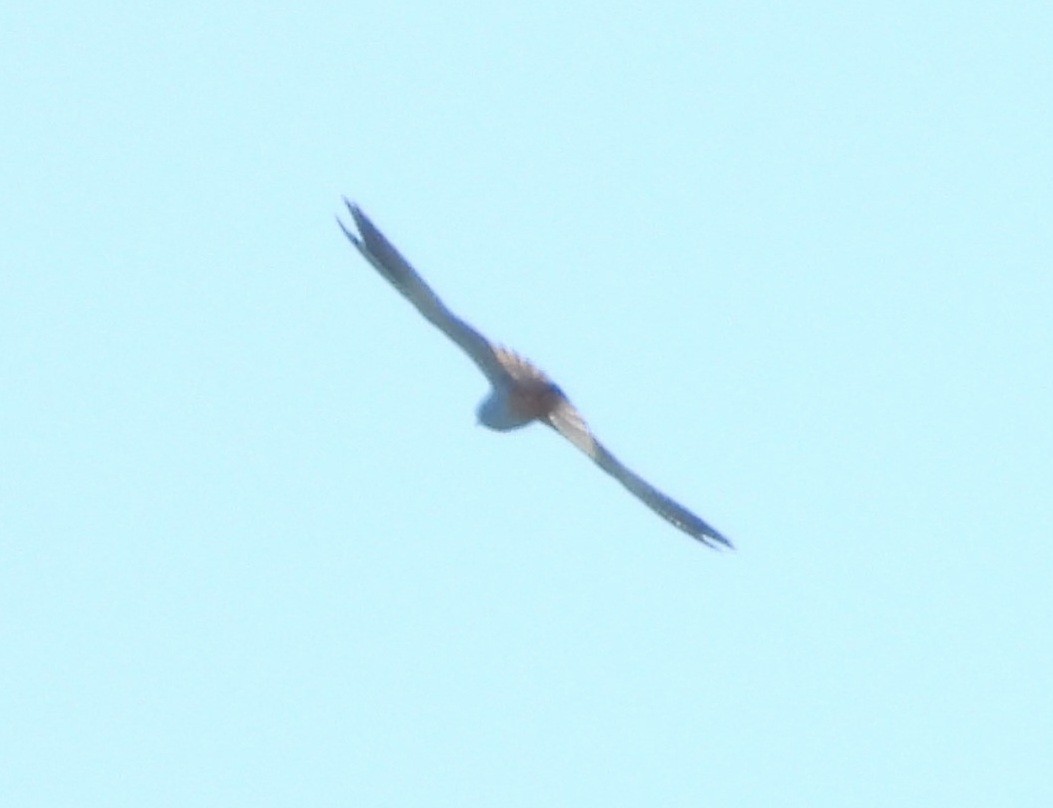 Red-footed Falcon - ML619122626