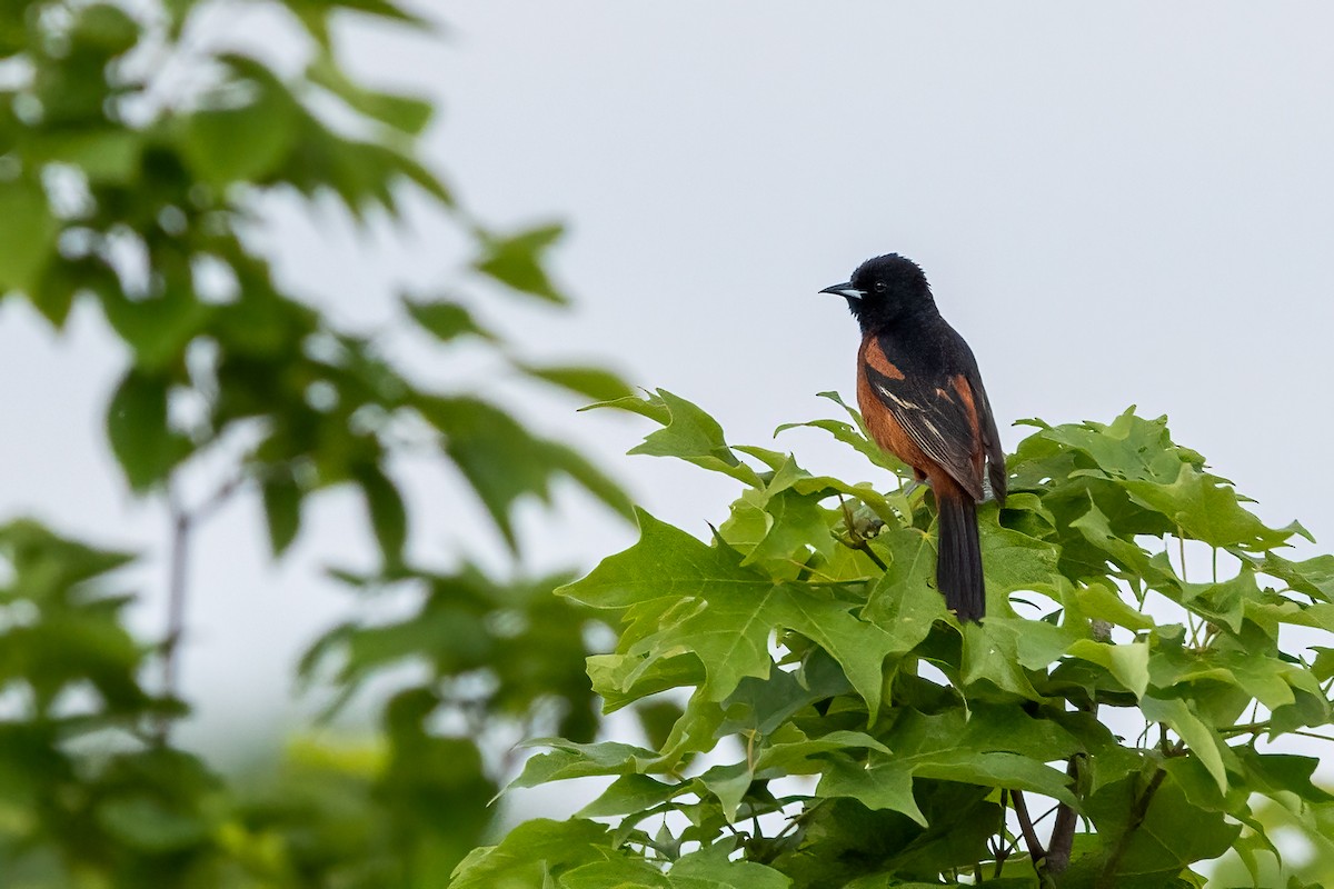 Orchard Oriole - ML619122639