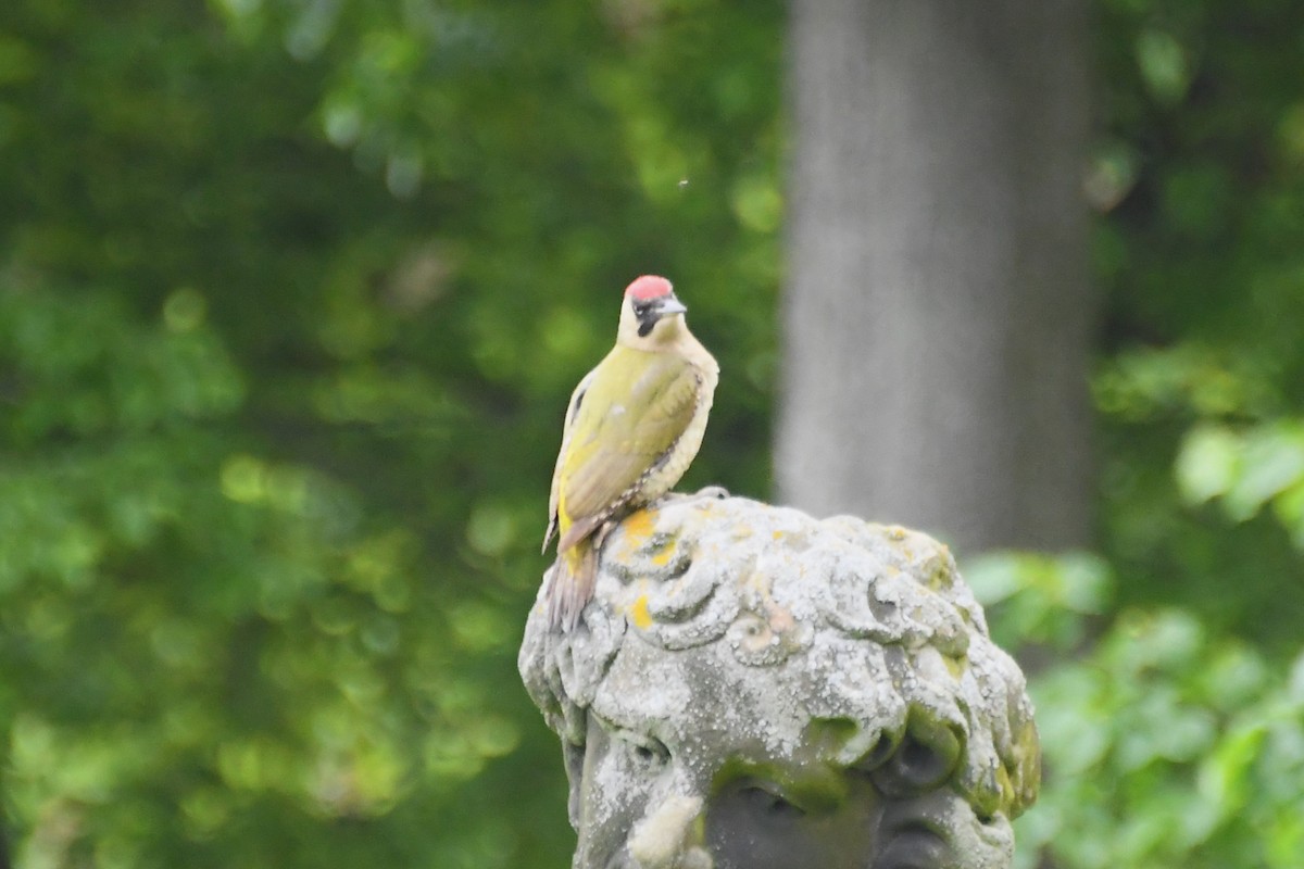 Eurasian Green Woodpecker - ML619122708