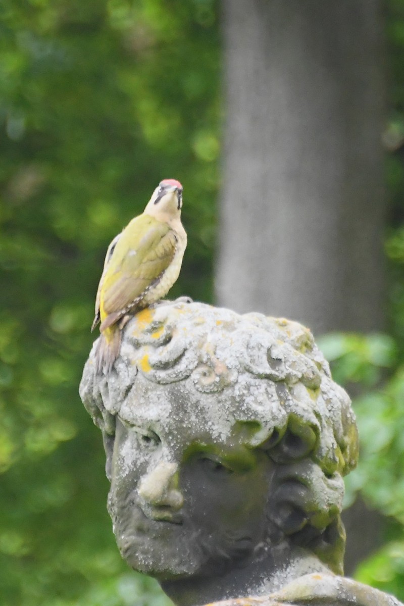 Eurasian Green Woodpecker - ML619122711